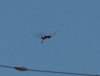 [The mating dragonflies are flying toward the camera and they are connected such that they look like a mini train in the air with eight wings.]